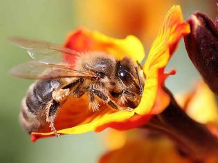 Φωτογραφία για Πέντε πράγματα που μπορούμε να κάνουμε για να σώσουμε τις μέλισσες