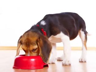 Φωτογραφία για ΠΡΟΣΟΧΗ - ΑΥΤΕΣ ειναι οι 10 τροφές που δεν πρέπει να δίνετε στο σκύλο σας...