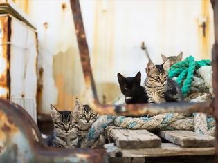 Φωτογραφία για Οι γάτες εξαπλώθηκαν ακολουθώντας τους θαλασσοπόρους στα ταξίδια τους