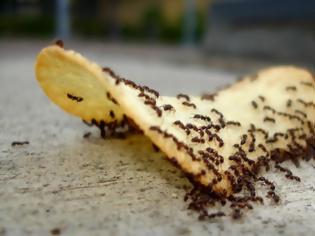 Φωτογραφία για Το ΤΕΛΕΙΟ κόλπο για να εξαφανίσετε τα μυρμήγκια από το σπίτι μια για πάντα!