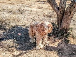Φωτογραφία για Βρήκε τον σκύλο δεμένο σε ελιά εγκαταλελειμμένο σε χωράφι στο Κορωπί Αττικής