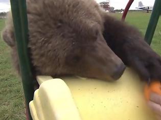 Φωτογραφία για Ορφανό αρκουδάκι ζει σαν κατοικίδιο σε ρωσικό αεροδρόμιο [photos]