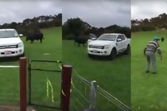 Παππούς εναντίον ταύρου, για ένα pick-up [video]