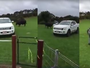 Φωτογραφία για Παππούς εναντίον ταύρου, για ένα pick-up [video]