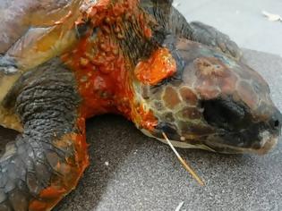 Φωτογραφία για Νάξος: Βρήκαν την τραυματισμένη θαλάσσια χελώνα να έχει καταπιεί πετονιά