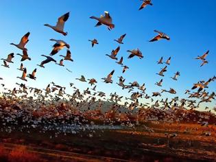 Φωτογραφία για Καμπανάκι από την Κομισιόν για τον Νέστο - Ζητά μέτρα για την προστασία των πτηνών από δηλητηριάσεις