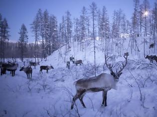 Φωτογραφία για Εφιάλτης πριν τα Χριστούγεννα: Η Ρωσία ετοιμάζεται να θανατώσει 250.000 ταράνδους