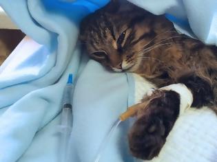 Φωτογραφία για Eπιδημία έχει εξολοθρεύσει τις μισές γάτες στη Θεσσαλονίκη - Τι να προσέξετε