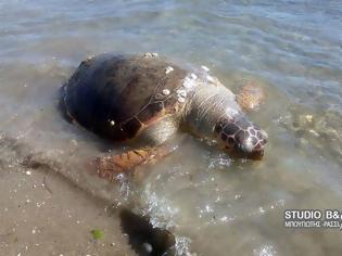 Φωτογραφία για Ακόμα μια χελώνα καρέτα ξεβράστηκε νεκρή στο Τημένιο Άργους