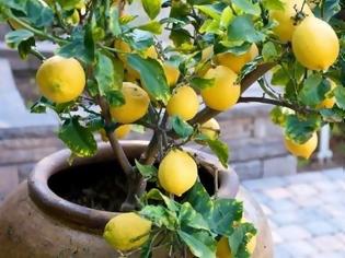 Φωτογραφία για Πως να καλλιεργήσετε εύκολα λεμόνια στο σπίτι