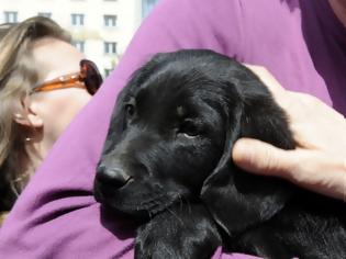 Φωτογραφία για Βόλος: Άγριο ξύλο για την... ανάγκη του σκύλου - Στο νοσοκομείο αιμόφυρτο ένα 15χρονο παιδί!