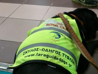 Φωτογραφία για Περιορισμούς στην πρόσβαση σκύλων - οδηγών τυφλών ατόμων σε καταστήματα υγειονομικού ενδιαφέροντος προκαλεί το ειδικό αυτοκόλλητο του Υπ. Υγείας
