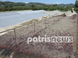 Φωτογραφία για Αποζημιώσεις στους πληγέντες αγρότες εντός του Νοεμβρίου