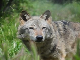 Φωτογραφία για Τρεις λύκοι πέθαναν το τελευταίο διάστημα στο καταφύγιο του «Αρκτούρου» στη Φλώρινα