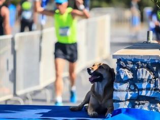 Φωτογραφία για Ηράκλειο: Τα σκυλιά που έτρεξαν στον Ημιμαραθώνιο, το … ανέβασμα στο βάθρο και η ιστορία τους