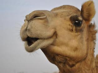 Φωτογραφία για Η καμήλα και ο Δίας...