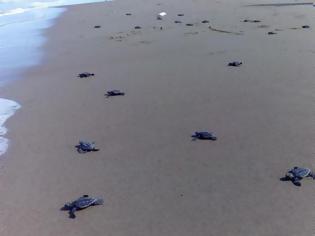 Φωτογραφία για Τα τελευταία... αργοπορημένα χελωνάκια του Εθνικού Πάρκου Κοτυχίου - Στροφυλιάς -  ΔΕΙΤΕ τα