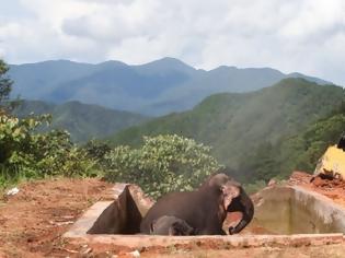 Φωτογραφία για Διάσωση τριών ελεφάντων με εκσκαφέα στην Κίνα [photos]