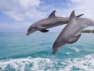 Φωτογραφία για Γιατί τα δελφίνια πηδούν έξω από το νερό;
