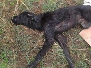 Φωτογραφία για Γεμάτος σκάγια ο σκύλος που χτυπήθηκε και από αυτοκίνητο στην Κερατέα Αττικής