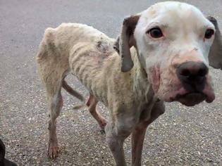 Φωτογραφία για Βρήκαν τον σκύλο σκελετωμένο και άρρωστο κοντά στον Παλαμά Καρδίτσας