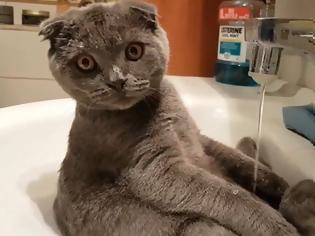Φωτογραφία για Η γάτα που λατρεύει το νερό