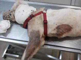 Φωτογραφία για Πάτρα: ΦΡΙΚΗ! Έδεσαν σκύλο σε απόμερη περιοχή για να πεθάνει...