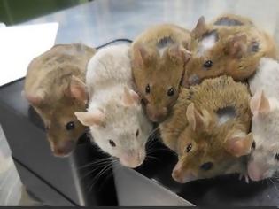 Φωτογραφία για Ωάρια ποντικιών δημιουργήθηκαν για πρώτη φορά στο εργαστήριο
