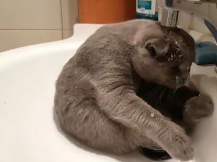 Φωτογραφία για Γάτα λούζεται μόνη της στο νιπτήρα και γίνεται viral... [video]