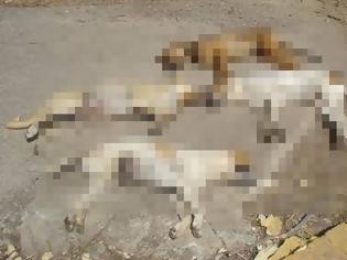 Φωτογραφία για ΠΡΟΣΟΧΗ! Αγανακτισμένοι Κύπριοι κυνηγοί με τις φόλες: «Κατάντια! Πέθαναν 10 σκύλοι σε 10 μέρες»!