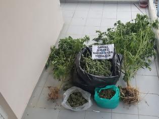 Φωτογραφία για Συνελήφθη στα Τρίκαλα με 8 κιλά χασίς και 2 δενδρύλια ινδικής κάνναβης