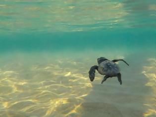 Φωτογραφία για Επιστρέφει υγιής στη θάλασσα η χελώνα που είχε καταπιεί αγκίστρι