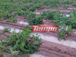 Φωτογραφία για Ολοκληρωτική καταστροφή στη Δυτική Αχαΐα- Πνίγηκε η σοδειά των πατατοπαραγωγών