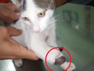 Φωτογραφία για 17 γάτες ακρωτηριασμένες από δόκανο στην Αρεόπολη Λακωνίας