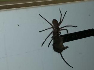 Φωτογραφία για Εφιάλτης! Τεράστια αράχνη τρώει αρουραίο