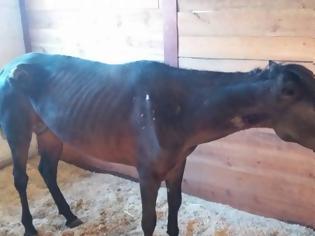 Φωτογραφία για Πάτρα: Έσβησε το άλογο που είχε βρεθεί σε άθλια κατάσταση στο Βελβίτσι - Ανησυχία για το πουλάρι του - Άμεση παρέμβαση των αρχών ζητούν οι φιλόζωοι