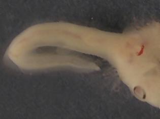 Φωτογραφία για ΑΠΙΣΤΕΥΤΟ! Ανακάλυψαν ΤΡΟΜΑΚΤΙΚΟ έμβρυο καρχαρία με 2 κεφάλια