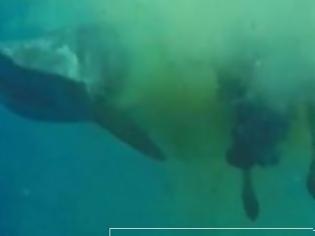 Φωτογραφία για Καρχαρίας καταβροχθίζει μια πελώρια αγελάδα στη μέση του Ινδικού ωκεανού! [video]