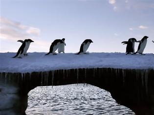 Φωτογραφία για Το μεγαλύτερο καταφύγιο θαλάσσιων ζώων θα γίνει στην Ανταρκτική