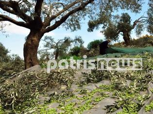 Φωτογραφία για Ηλεία: Ελαιόδεντρα… χωρίς ελιές!