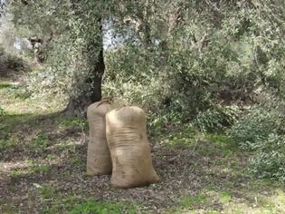 Φωτογραφία για Σε απόγνωση οι αγρότες της Λέσβου… λόγω ανομβρίας! Εκτιμήσεις για μειωμένη παραγωγή ελαιολάδου