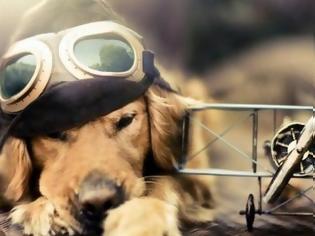 Φωτογραφία για Τι πρέπει να ξέρεις αν ταξιδεύεις με τον σκύλο σου, αεροπορικώς