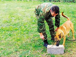 Φωτογραφία για Ο στρατιωτικός σκύλος που «μυρίζει» τον καρκίνο