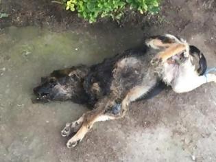 Φωτογραφία για Γιαννούζι Αγρινίου: Βασάνισε και έκαψε τον σκύλο μέσα στο νεκροταφείο