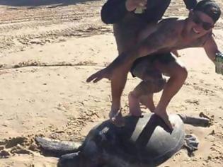 Φωτογραφία για Πρόστιμο «μαμούθ» σε δύο σέρφερ που μετέτρεψαν μια χελώνα σε σανίδα