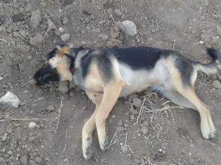 Φωτογραφία για ΠΡΟΣΟΧΗ...ΣΚΛΗΡΕΣ ΕΙΚΟΝΕΣ! Σκότωσαν με φόλες τα αδέσποτα σκυλιά
