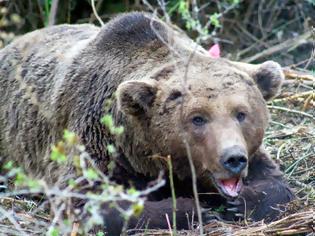 Φωτογραφία για Αναπάντεχη ΕΙΣΒΟΛΗ αρκούδων στην Καστοριά - Η νυχτερινή τους βόλτα που προκάλεσε πανικό!