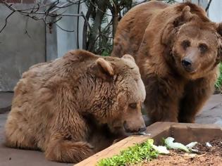 Φωτογραφία για Αρκούδες μέσα στην ΚΑΣΤΟΡΙΑ – ΠΑΝΙΚΟΣ και μεγάλη κινητοποίηση της αστυνομίας