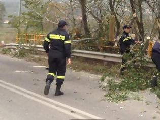 Φωτογραφία για Λαμία: Έριξε δέντρα ο δυνατός αέρας [video]