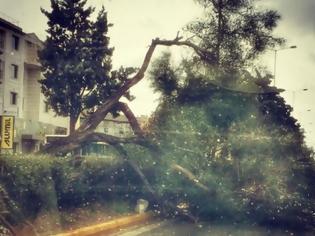 Φωτογραφία για Ένα δέντρο της έκοψε το δρόμο στη Λ. Βουλιαγμένης!Τ α ... έχασε η σύντροφος του Έλληνα τραγουδιστή!